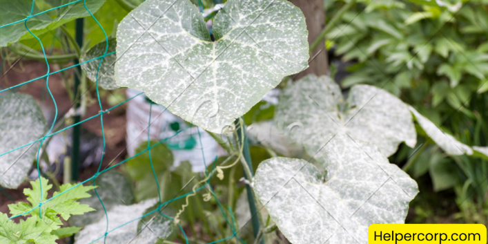 How-To-Get-Rid-Of-Powdery-Mildew