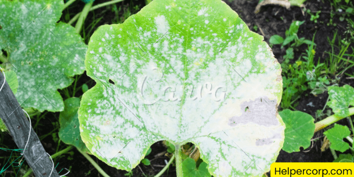 How-To-Get-Rid-Of-Powdery-Mildew