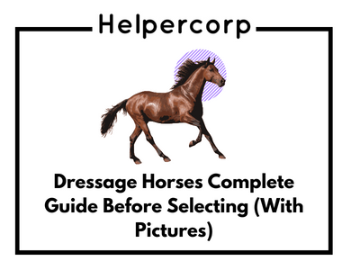 Dressage Horses Complete Guide Before Selecting (With Pictures)