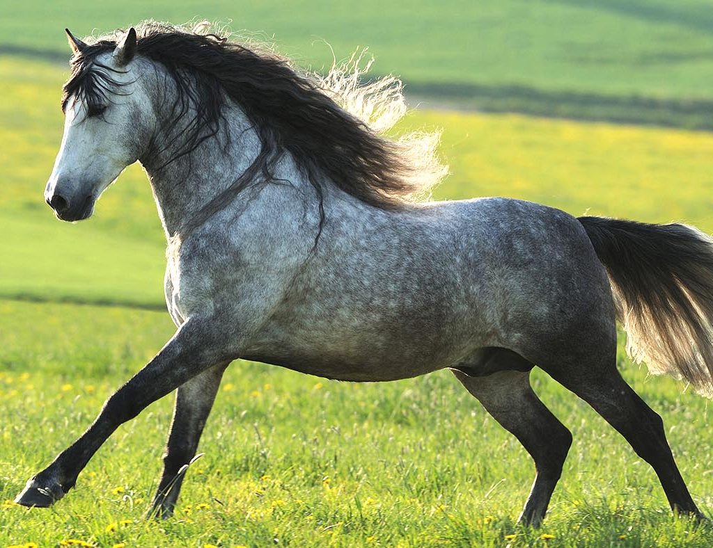 Andalusian Breeds horse