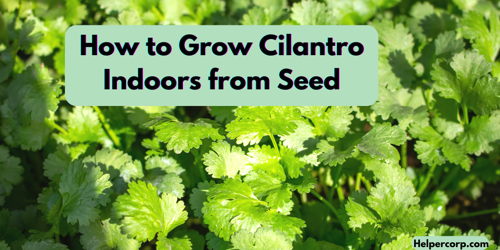 How-to-Grow-Cilantro-Indoors-from-Seed