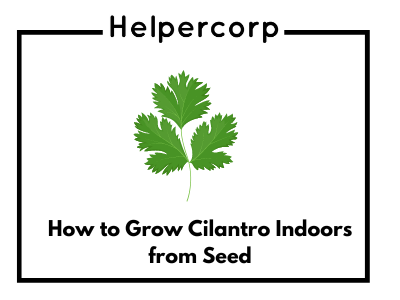 How-to-Grow-Cilantro-Indoors-from-Seed-