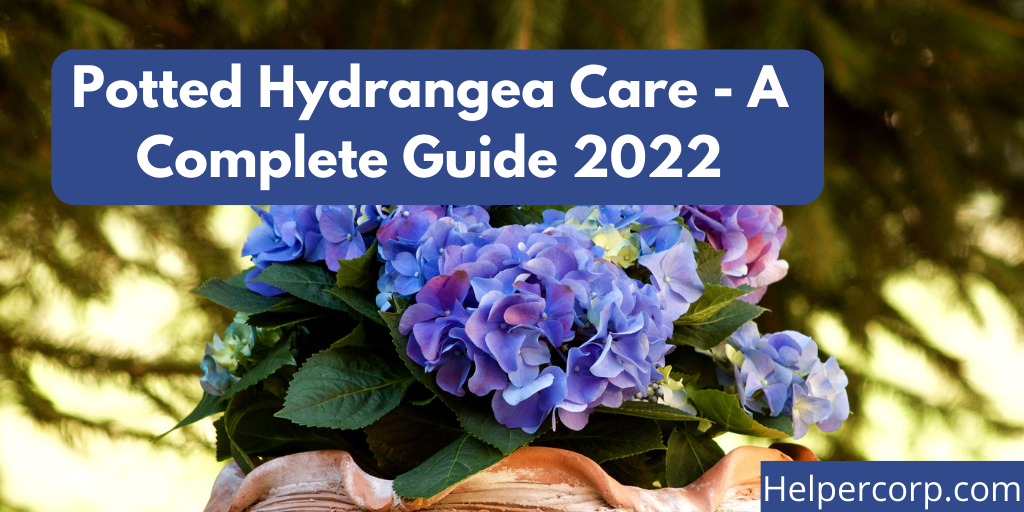 Potted-Hydrangea-Care-A-Complete-Guide-2022-