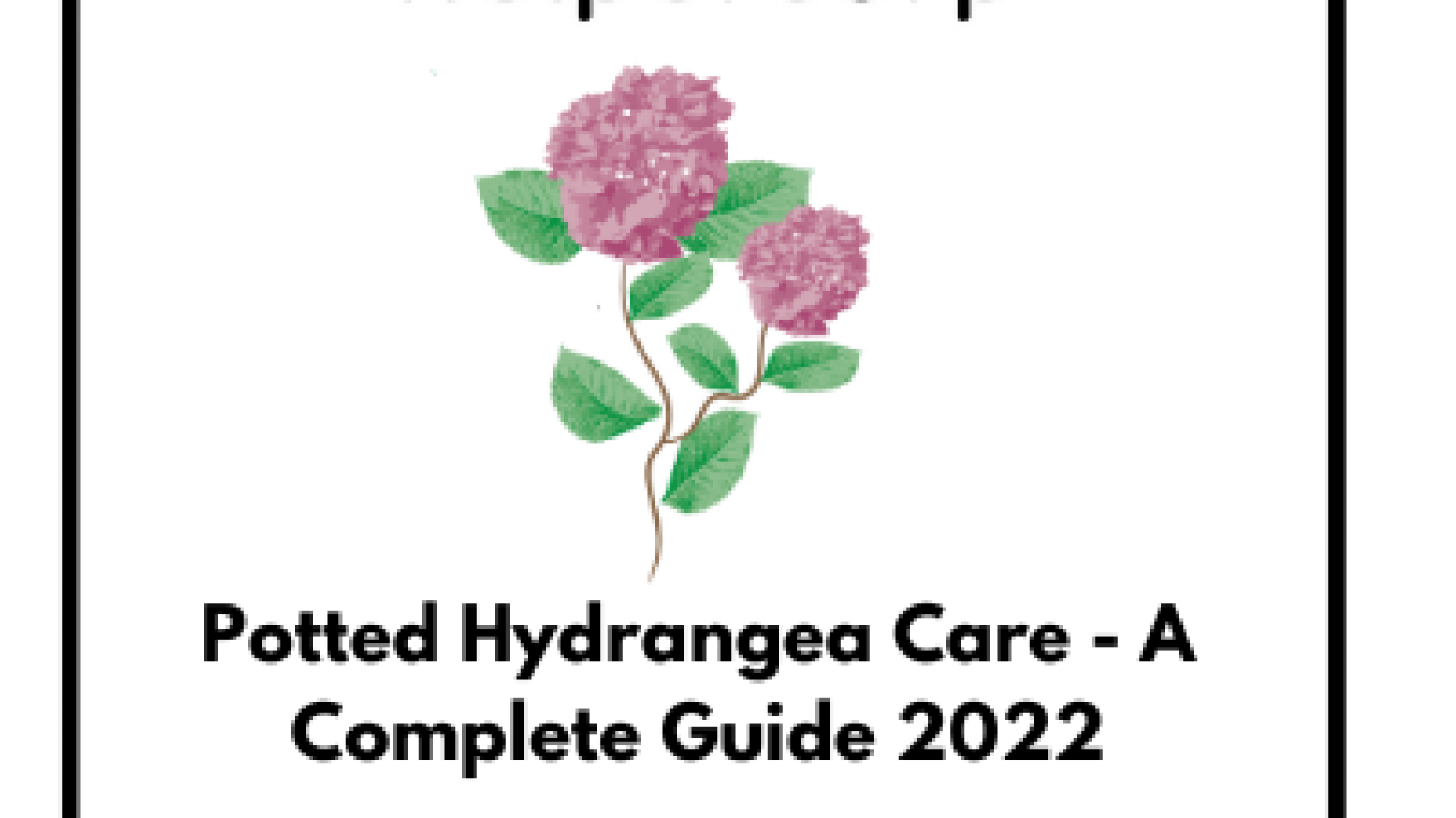 Potted-Hydrangea-Care-A-Complete-Guide-2022-2