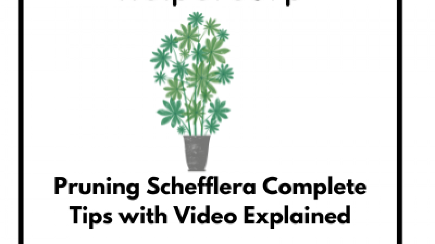 Pruning Schefflera Complete Tips with Video Explained