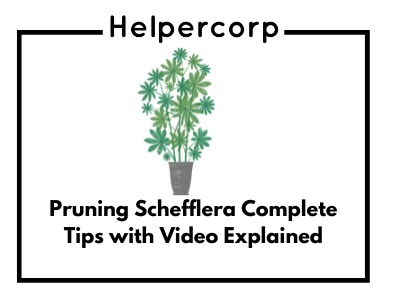 Pruning Schefflera Complete Tips with Video Explained