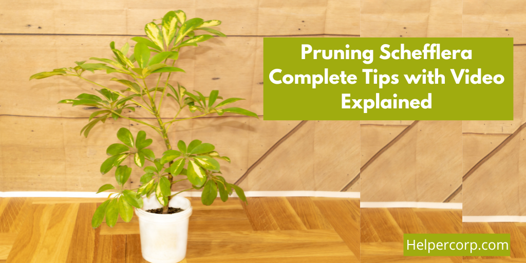 Pruning-Schefflera-Complete-Tips-with-Video-Explained