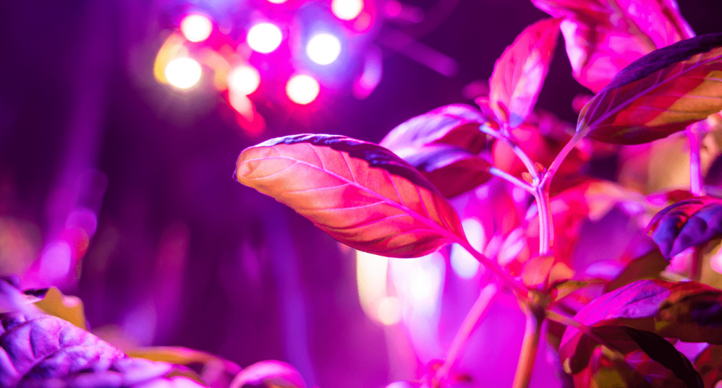 Artificial Lights for Plants Vs. Sunlight 